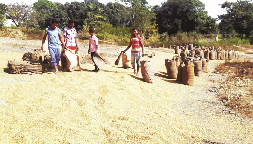 agriculture जशपुर जिले में मक्के की हो रही बंपर खेती, किया जा रहा है निर्यात, किसान खुश