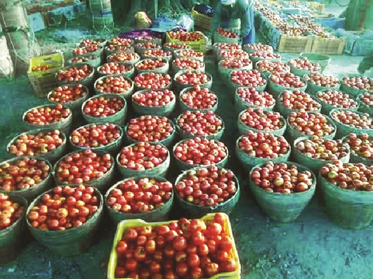 tomato बंपर आवक से जमीन पर आए टमाटर के दाम