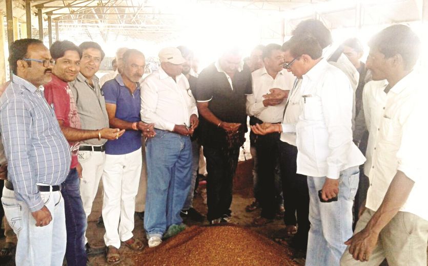 Grain purchase नोटबंदी के 22 दिन बाद कृषि उपज मंडी में शुरू हुई खरीदी, चेक से किया भुगतान
