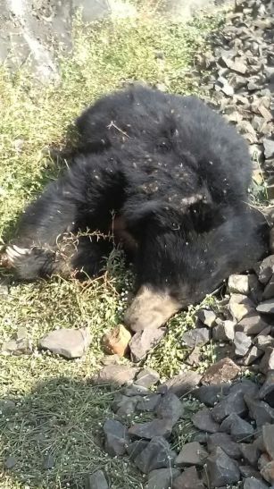 Tap the bears killed in the train news ट्रेन की ठोकर में भालू की मौत