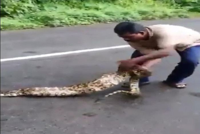 Anaconda video भूखा अजगर पचा नहीं पाया दो हिरणों को, वीडियो में देखें फिर क्या हुआ
