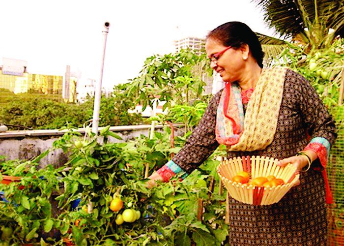 Kitchen Garden In Home Grow Organic, Home Vegetable Garden Ideas In Hindi