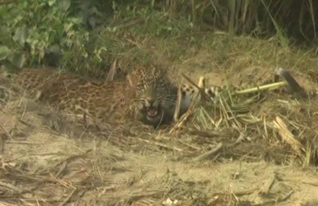 leopard caught in animal coyote trap जाल में फंसा तेंदुआ, शिकारी जान बचाकर भागे