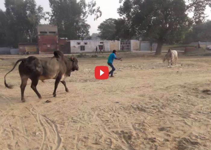 bull fighting जब दो गुस्सैल सांडों के बीच फंस गया युवक, देखें वीडियो