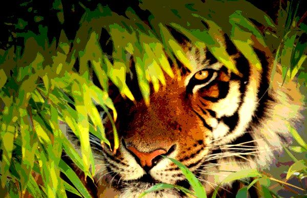 tiger 8 माह से लापता महाराष्ट्र के ब्रांड एंबेसडर 'जय' की तलाश CG के जंगलों में