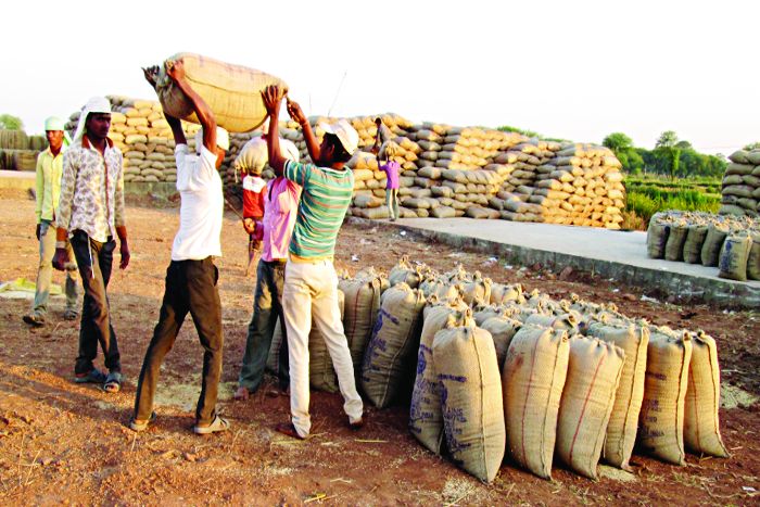 Farmer made carrier अब गेहूं के सहारे किला मजबूत करने में जुटी रालोद
