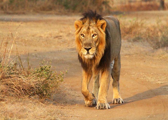 40 Lion Will Survive In Kuno Palpur Scantury Park - एशियाई शेरों के लिए  पूरी तरह मुफीद है कूनो, सर्वाइव कर सकते हैं 40 शेर | Patrika News