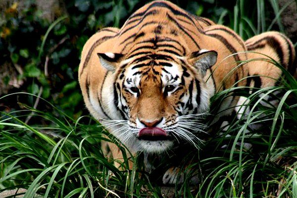 tiger गांव में आया बाघ