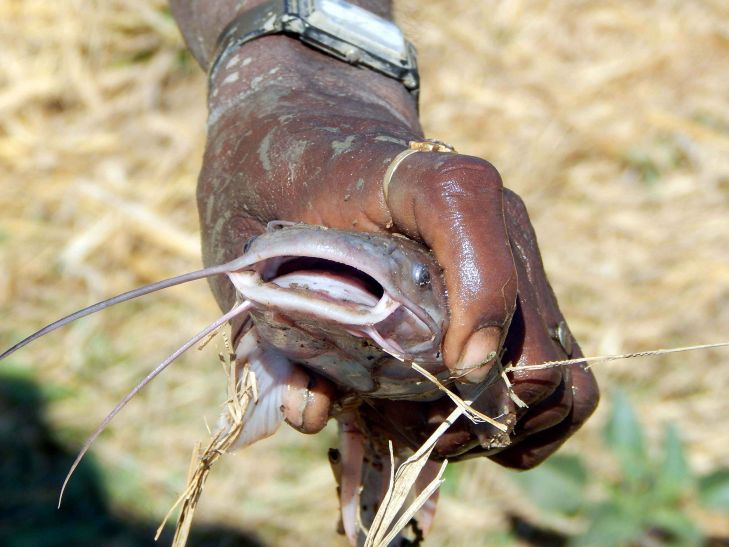 raisen रायसेन में पल रहीं थी खतरनाक मछली