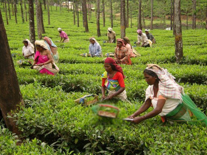 MP First T Garden Will Build In Bhopal - अब मध्यप्रदेश में भी होगी चाय की  खेती, यहां से होगी शुरुआत | Patrika News