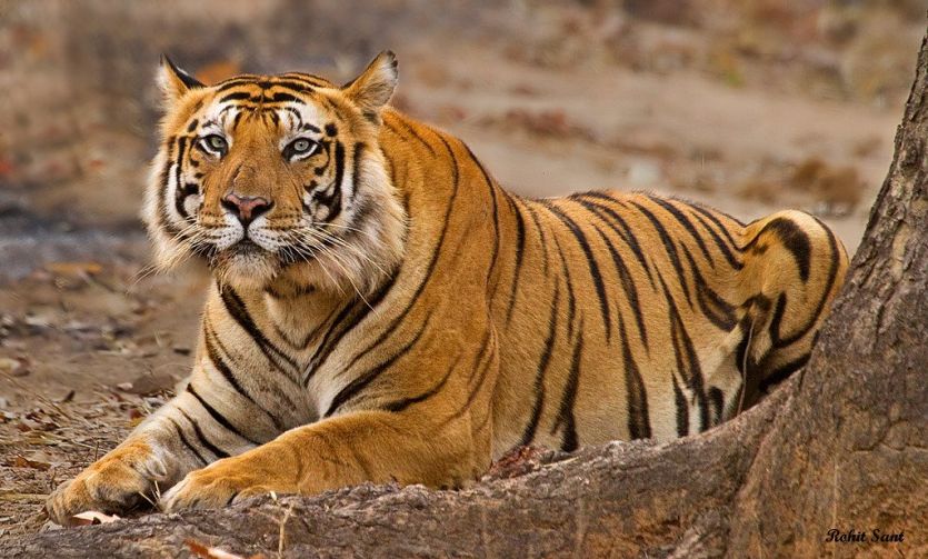 Tiger Reserv बाघ-बाघिन के जोड़े पर एसटीआर की निगाह