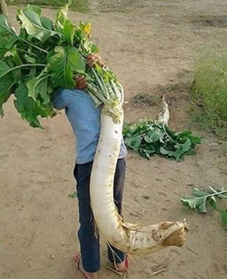 radish अब कमजोर हो गयी जौनपुर की प्रसिद्ध मूली
