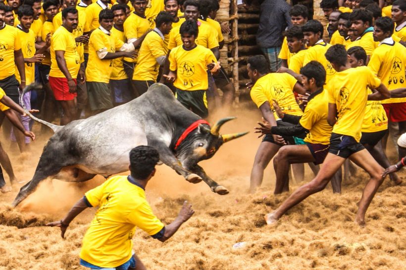 bull-taming sport Jallikattu पोंगल से पहले जलीकट्टू पर सुनवाई से SC का इनकार, विरोध में DMK