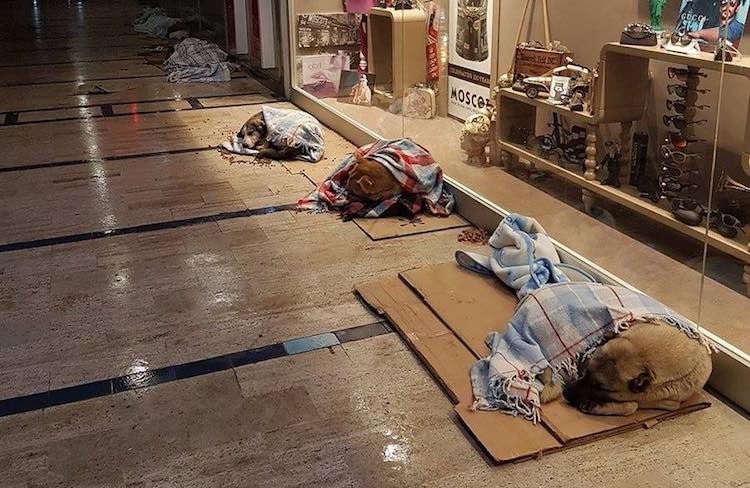 Mall Opens its Doors for Stray Dogs During Winter बर्फ़बारी से परेशान कुत्तों के लिए शॉपिंग मॉल ने खोले अपने दरवाजे