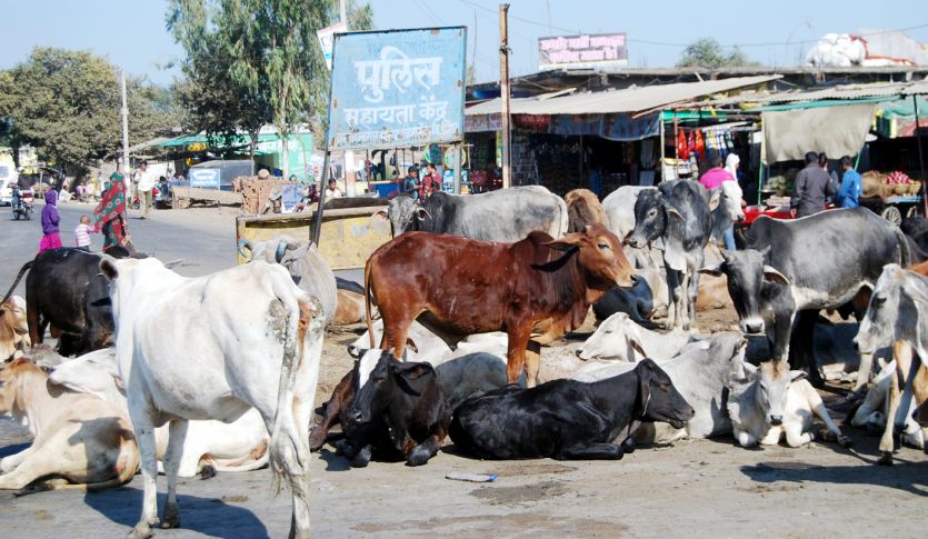 vidisha चौराहे पर मवेशियों का जमावड़ा