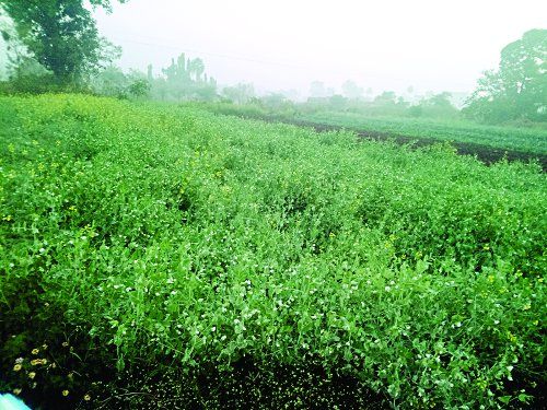 chhindwara मटर-लहसुन पर शीतलहर का खतरा, ऐसे करें बचाव