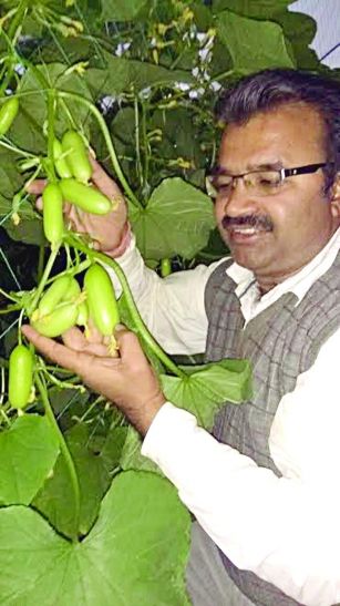 Neemuch नीदरलैंड की ककड़ी खूब भा रही लोगों को