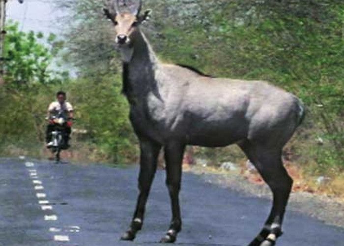 Neelgay नीलगाय से टकराई बाइक, एक की मौत, साथी हुआ घायल