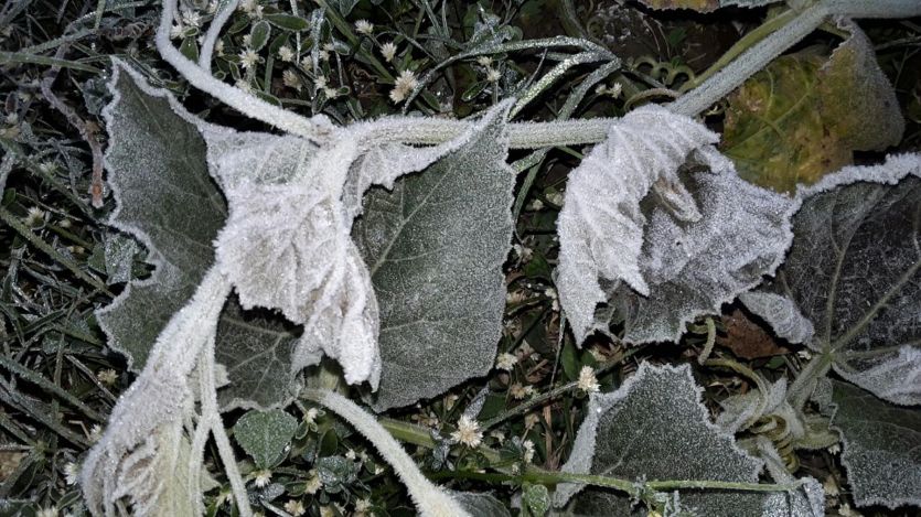 weather एक डिग्री से भी नीचे लुढ़का पारा, पाला पडऩे से फसलें बर्बाद