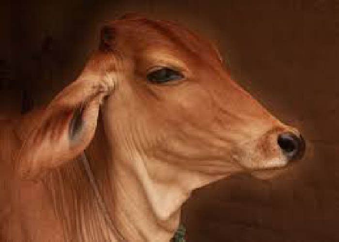 24 hours out of the cow's mouth water इस गाय के मुंह से चौबीसों घंटे निकलता है पानी, खुद देखें वीडियो