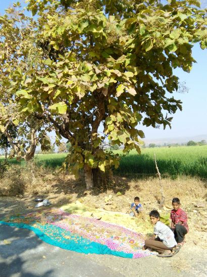 Dewas आदिवासी सागवान के बीज बेचकर कर रहे जीवन-यापन