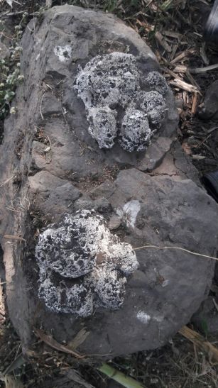 Dewas बाघ को देख युवक रास्ते से वापस भागे