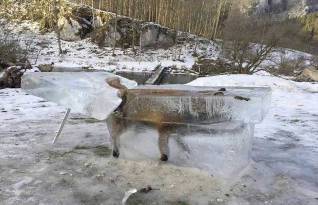 Frozen fox नदी में गिरने के बाद बर्फ में जम गई लोमड़ी