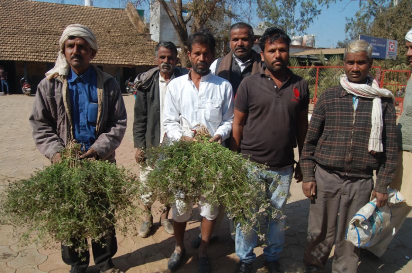 guna धनिया पर कहर बरपा रही सर्दी, पार चार डिग्री