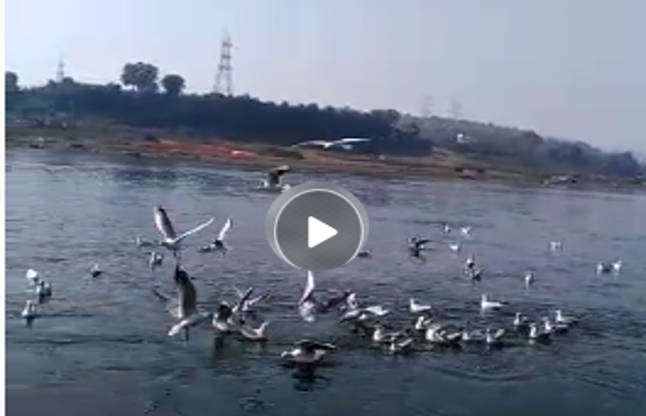 bird नर्मदा मंत्र सुन विदेशी परिंदों ने किया कलरव, VIDEO में देखें गूंज उठा तट