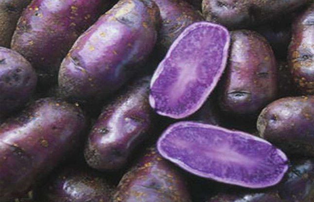 purple potato बढ़ती उम्र रोक देगा यह बेहद खास किस्म का आलू