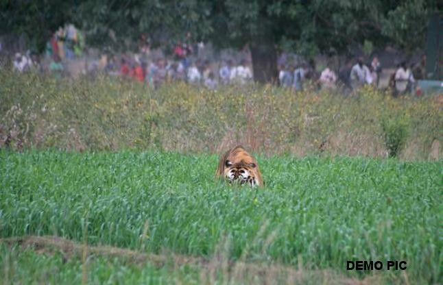 tiger VIDEO: गांव में घूम रहा है बाघ, डरे हुए ग्रामीण सर्द रातों में दे रहे हैं पहरा