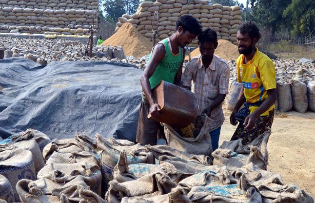 98 were in the paddy procurement centers 98 केंद्रों में हो गई धान की अधिक खरीदी