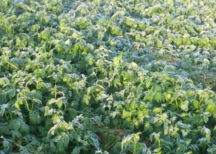 potato crop, frost आलू की फसल पर पाले का प्रकोप, परेशान किसान