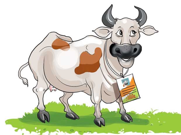 cow aadhar card अब आपकी भैंस की भी होगी अपनी पहचान, आधार कार्ड पर लगेगी फोटो