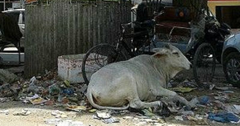 Swachhata Survey काशी की स्वच्छता में रोड़ा बन रहे सरकारी विभाग