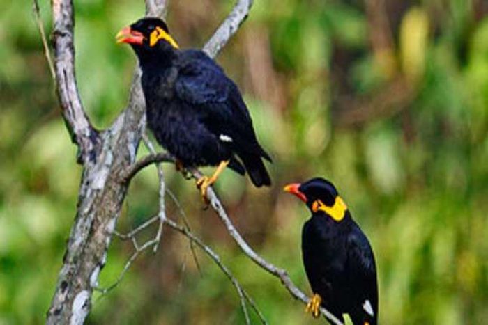 CG state bird pahari maina 15 साल में करोड़ों खर्च फिर भी विलुप्त होने की कगार पर है राजकीय पक्षी पहाड़ी मैना