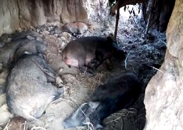 pig यहां ट्रेंकुलाईज कर हो रही जानवरों की तस्करी, 9 जंगली सुअर की खेप बरामद
