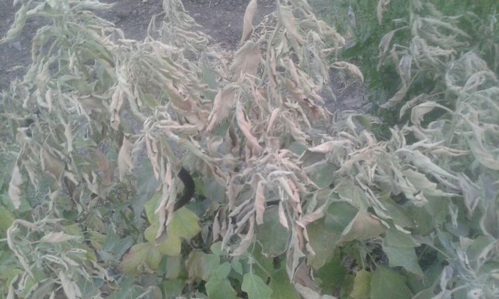 Ratlam News शीतलहर ने कंपकंपाया, तापमान 4.5 डिग्री, फसलों पर होने लगा बुरा असर