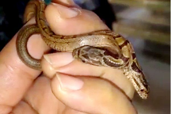 snake Viral Video: ये शख्स हाथ में पकड़े है दो मुंह वाला सांप, देखकर दंग रह जाएंगे आप
