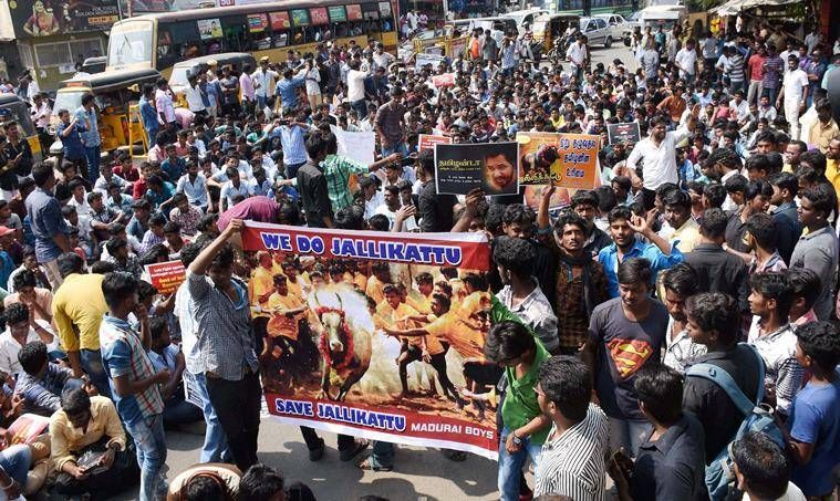 jalikattu जल्लीकट्टू पर रोक हटाने वाली याचिका पर सुनवाई से सुप्रीम कोर्ट का इनकार