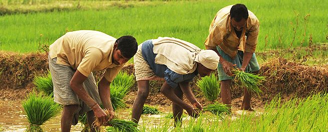 farmer Budget 2017: बजट में किसानों के लिए हुई ये घोषणाएं, किसानों ने कहा