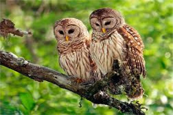 The Country S First Owl Conservation Park In Ujjain उज ज न म बन ग द श क पहल उल ल स रक षण प र क य ह र चक फ क ट स Patrika News