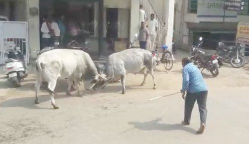 seoni इधर जनता की अदालत, उधर दो सांडों की लड़ाई से चौपट हुई बाईकें : देखें वीडियो
