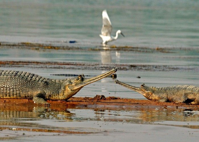 चंबल नदी में कितने जलीय जीव, जानिए