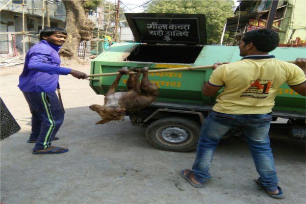 dog मेनका गांधी ने दिल्ली से फोन कर निगम आयुक्त को कहा, बंद करो पशु हिंसा