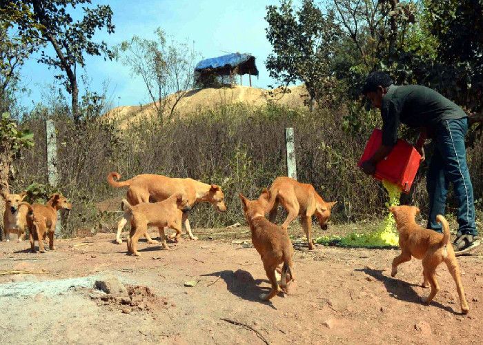 Dog eating mid-day meal of schools in Katni यहां कुत्ते खा रहे मिड-डे मील, जानिए क्या है कारण