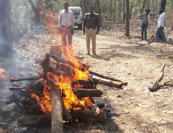 chital एक साथ तीन चीतलों की मौत, कारण जानकर हैरान रह जायेंगे
