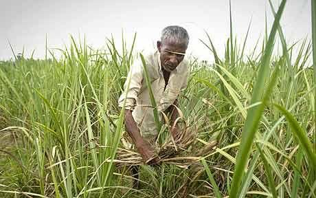 farmer, गन्ने की फसल से बस्ती के किसानों का मोह हुआ भंग