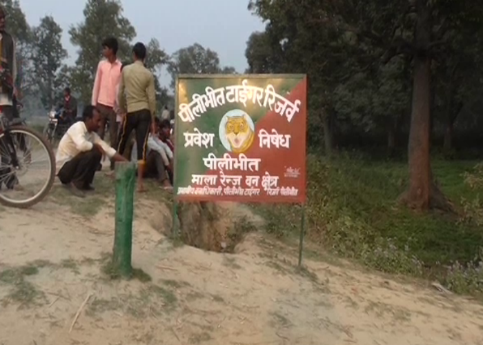 pilibhit tiger come back अब यह बाघ बन गया आदमघोर, महिला को उतारा मौत के घाट