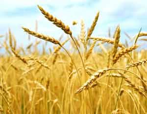Grain Production कृषि वैज्ञानिकों के प्रयास से खाद्यान्न उत्पादन में भारी वृद्धि :राधामोहन